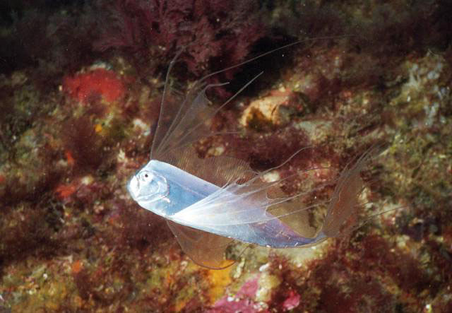 (Trachipteridae Swainson, 1839) Семейство Трахиптериды, Трахиптеровые